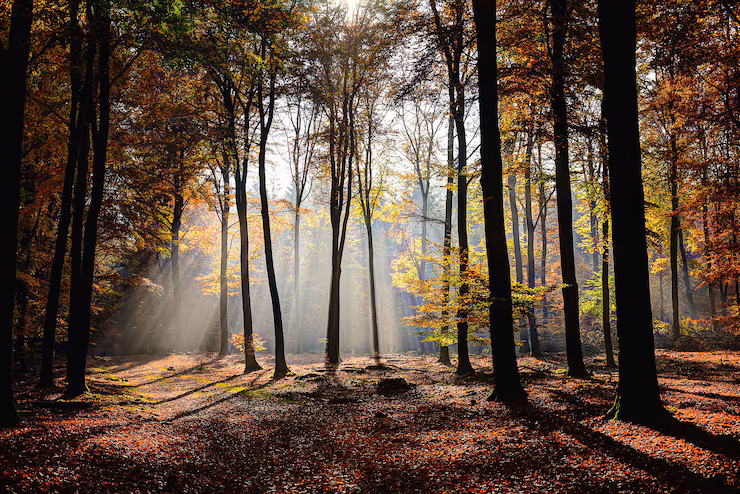 Les gardiens de la forêt